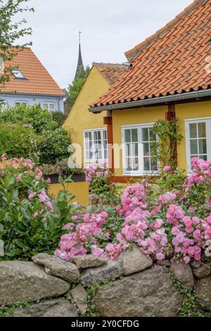 Un grazioso giardino con fiori rosa e una casa gialla sullo sfondo, torre della chiesa visibile, svaneke, bornholm, Mar baltico, danimarca, scandinavia Foto Stock