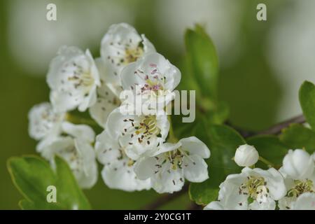 Fiori di un biancospino comune o di un cespuglio di biancospino monosemina (Crataegus monogyna). Eingriffeliger Weissdorn, Crataegus monogyna Foto Stock