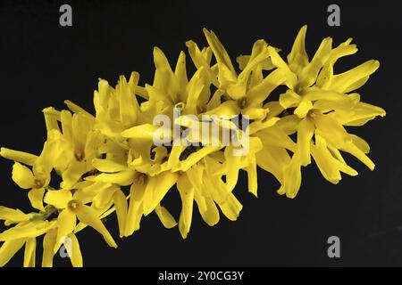 Forsythia in fiore? Forsythia Foto Stock