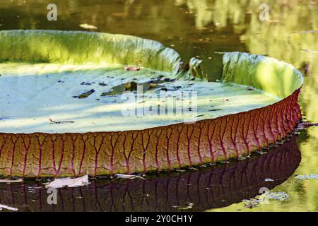 Victoria regia, pianta acquatica tipica della regione amazzonica, galleggiante sulle acque di un lago Foto Stock