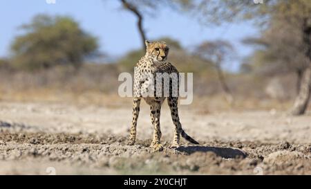 Ghepardo di bere a waterhole Foto Stock