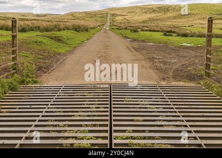 Pecore a camminare su una strada di campagna tra Trecastle e Llanddeusant in Powys, Wales, Regno Unito Foto Stock