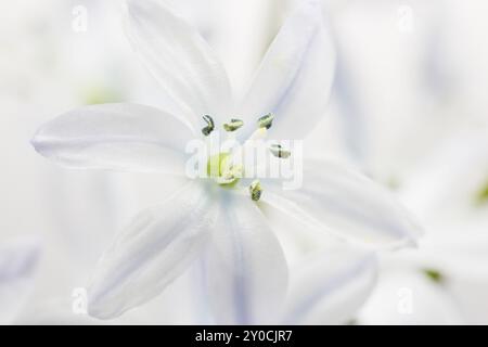 Scilla, primo piano, tagliato Foto Stock