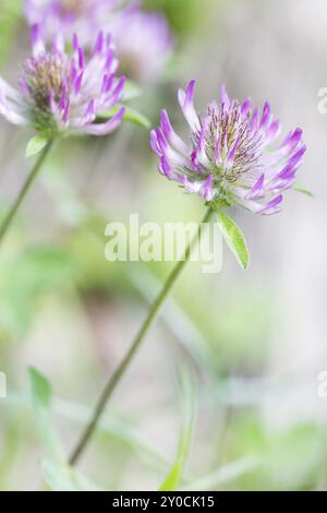 Trifoglio fiorito (Trifolium), primo piano Foto Stock