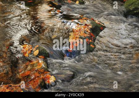 Il Kleine OHE nella foresta bavarese, in autunno. Mountain creek, Kleine OHE, Bavarian Forest National Park, Mountain creek, bavarian Forest National Park, Bavarian Forest National p Foto Stock