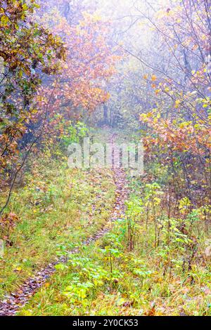 Sentiero forestale nella foresta decidua in una nebbiosa giornata autunnale Foto Stock