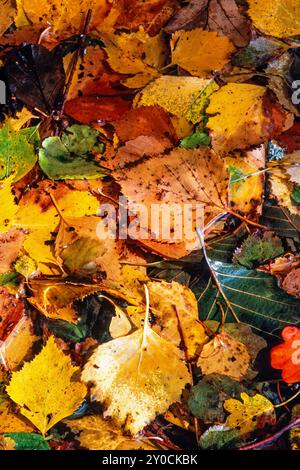 Primo piano alle foglie autunnali distese a terra dall'alto Foto Stock