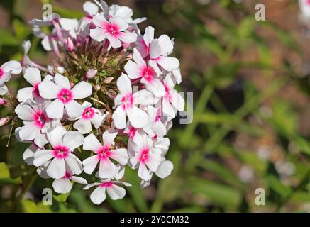 Fiori e foglie phlox rosa bianco primo piano e sfondo per il testo. Natura in estate. Foto Stock