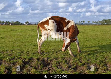 Mucca rossa e bianca che gratta l'orecchio sul pascolo Foto Stock