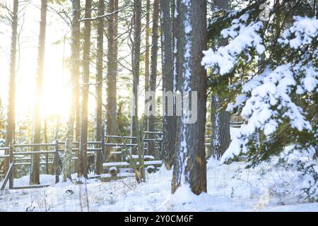 L'Abete rami ricoperti di neve in inverno freddo forest Foto Stock