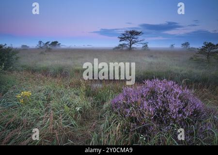 erica selvatica in fiore all'alba nebbiosa sulla palude Foto Stock