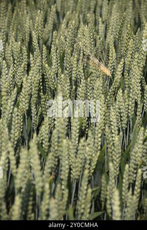 Orzo maturo in un campo di grano ancora verde Foto Stock