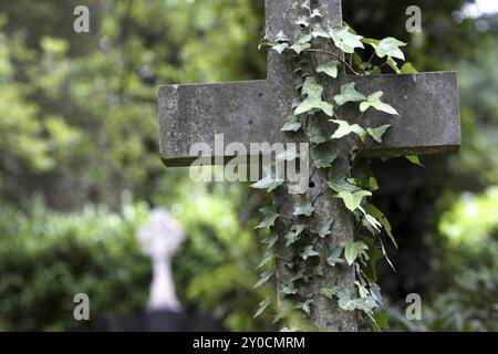 Tomba a croce con vigne di edera Foto Stock