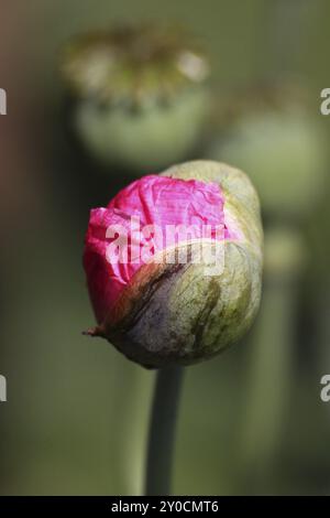 Scoppiettante fiore di papavero Foto Stock