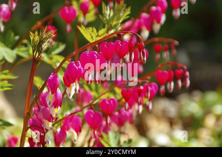 Innaffiare il cuore, sanguinare il cuore 08 Foto Stock