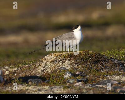 Skua lunga e coda (Stercorarius longicaudus), poggiata su un tumulo muschiato, nella tundra, maggio, Parco Nazionale di Varanger, Fiordo di Varanger, Norvegia, Europa Foto Stock