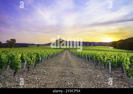 Tramonto sui vigneti del villaggio di Frontenas, Beaujolais, Francia, Europa Foto Stock