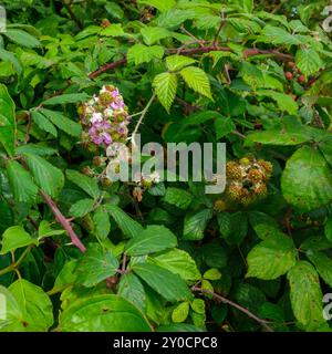 Fiori di mora e frutti di bosco non maturati che crescono selvaggiamente in un siepe lungo la strada Foto Stock