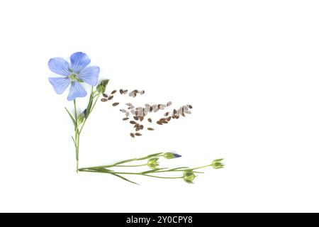 Steli di lino fioriti, semi di lino e capsule di semi di lino isolati su sfondo bianco. Linum usitatissimum o Common Flax Foto Stock