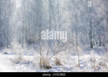 Foresta di betulle innevate alla periferia di Berlino. Il gelo forma cristalli di ghiaccio sui rami. Aria pulita e fredda e raggi solari mentre cammini Foto Stock