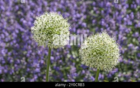 Due fiori bianchi di porro ornamentale di fronte a uno sfondo viola in fiore in un giardino, Renania settentrionale-Vestfalia, Germania, Europa Foto Stock