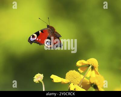 Una farfalla di pavone (Inachis io, Nymphalis io) che si libra su fiori gialli luminosi su uno sfondo verde sfocato, Assia, Germania, Europa Foto Stock