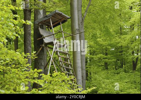 Seggio alto nella foresta, Germania, Europa Foto Stock