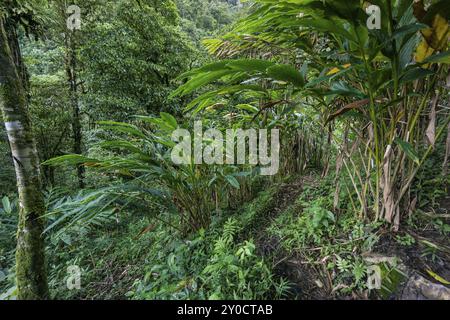 Piantagione di cardamomo, Lancetillo, la Parroquia, zona di Reyna, Quiche, Guatemala, America centrale Foto Stock