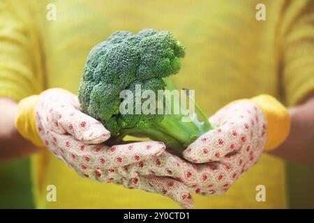 Crop senza volto in guanti colorati che tengono grandi broccoli verdi nelle mani su sfondo sfocato Foto Stock