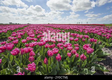 Campo con tulipani viola nelle giornate di sole, Olanda Foto Stock