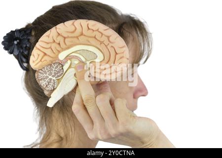 Donna che mantiene il modello del cervello contro la testa isolata su sfondo bianco Foto Stock