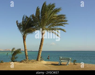 Una panchina sotto le palme a Hurghada Foto Stock