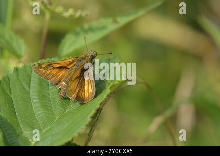 Grande skipper su una foglia. Grande skipper color ruggine su una foglia Foto Stock