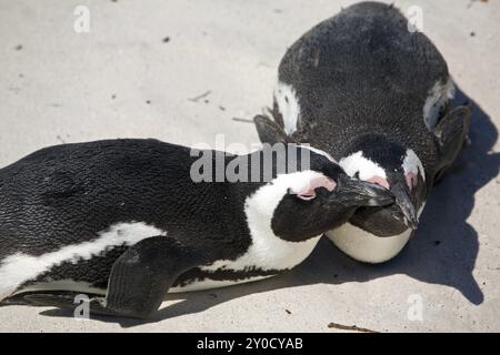 Coppia di pinguini sulla spiaggia Foto Stock