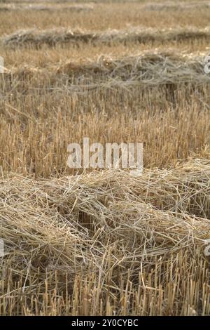 Campo stoppia con paglia dopo il raccolto Foto Stock