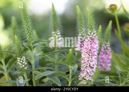 speedwell rosa (Veronica spicata) nel giardino Foto Stock
