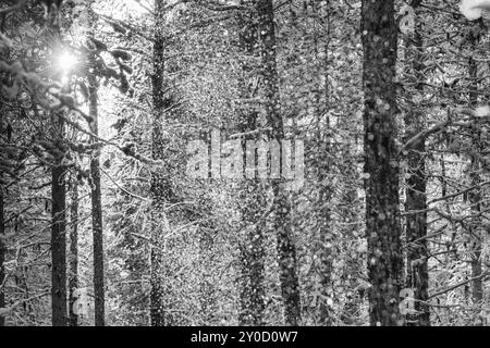 Nevicata contro la luce, Gaellivare, Norrbotten, Lapponia, Svezia, ottobre 2013, Europa Foto Stock