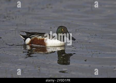 Loeffelente, Maennchen, Anas clypeata, spatola settentrionale, maschio Foto Stock