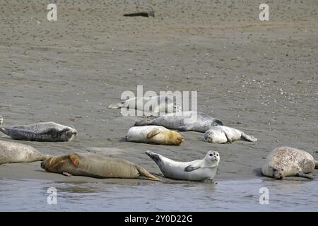 Diverse foche poggiano su una spiaggia sabbiosa in un paesaggio costiero, Fanoe, Mare del Nord, Jutland, Danimarca, Europa Foto Stock