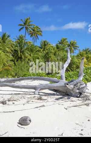 Cocco e albero morto di fronte alle palme da cocco (Cocos nucifera), isola privata, isola degli uccelli, privilegiata, ecologica, avventura, Tetiaroa, atollo, Mar Foto Stock