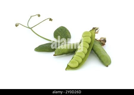 Cialda di piselli aperta e piselli verdi rotondi all'interno, foglia verde con punta appuntita e cialde di piselli in primo piano isolate su sfondo bianco Foto Stock