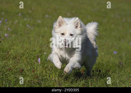 Un cane islandese che corre su un prato autunnale Foto Stock