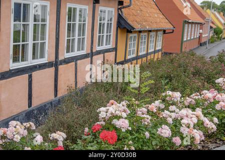 Tradizionali case in legno con tetti e finestre colorate, circondate da arbusti fioriti, svaneke, bornholm, Mar baltico, danimarca, scandinavia Foto Stock