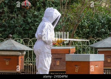 Apicoltore che lavora sugli alveari Foto Stock