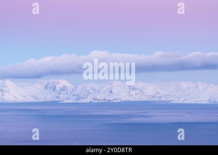 Evening Bunting, Seiland, Finnmark, Norvegia, 2019 marzo, Europa Foto Stock