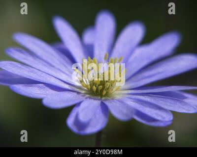 Anemone dei Balcani Foto Stock