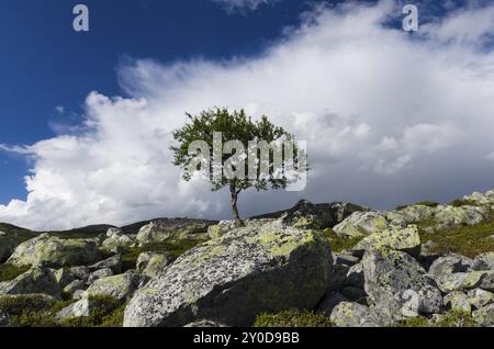 Betulla di montagna solitaria, Betula pubescens (Fjellbetulla, betulla paludosa, betulla acconciata, betulla spazzatrice, betulla pelosa, Betula pubescens, Betula alba, englishc: bir bianco Foto Stock