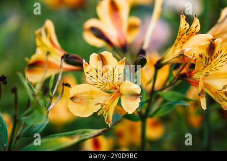 Fiori di alstromeria gialla che crescono in un giardino estivo. Boccioli di fiori profumati di giglio ornamentale in aiuole di fiori in estate giorno di sole Macro Fiore Foto Stock