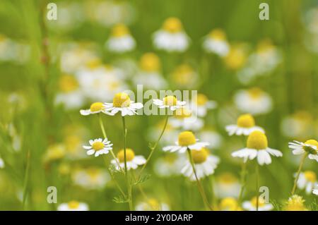 Kamille an einem Feldrand im Sommer, Deutsche Kamille am Rande eines Feldes im Sommer Foto Stock