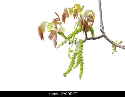 Fiori di noce, fiori di noce Foto Stock